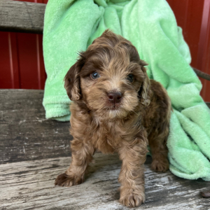 Goldendoodle Puppy Novel