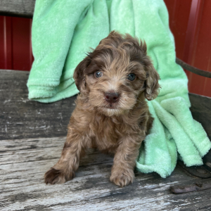 Goldendoodle Puppy Novel