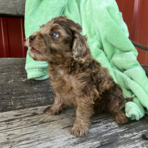 Goldendoodle Puppy Novel