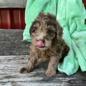 Goldendoodle Puppy Novel