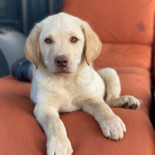 Labrador Retriever Puppy Sarge