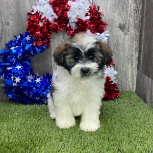 Havanese Puppy Shane