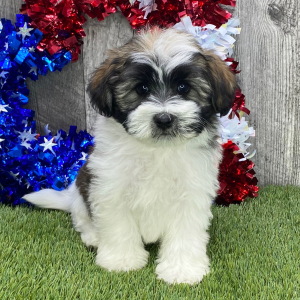 Havanese Puppy Shane