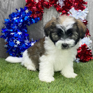 Havanese Puppy Shane