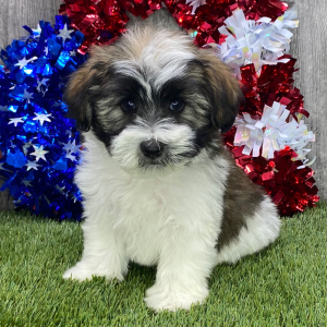 Havanese Puppy Shane