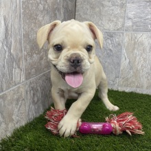 French Bulldog Puppy Paul