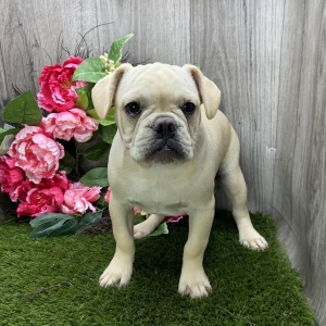 French Bulldog Puppy Paul