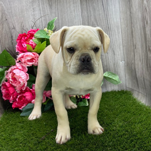 French Bulldog Puppy Paul