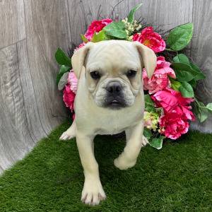 French Bulldog Puppy Paul