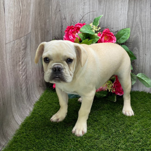 French Bulldog Puppy Paul