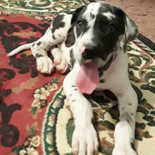 Great Dane Puppy Spartan