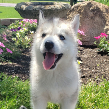 Siberian Husky Puppy Jessica