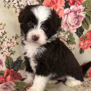 Aussiedoodle Puppy Timmy