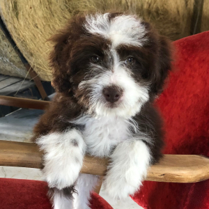Aussiedoodle Puppy Timmy