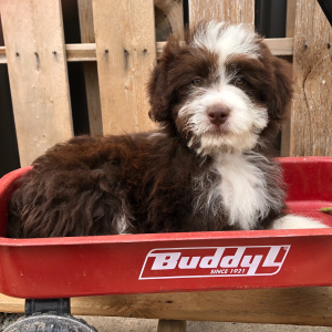 Aussiedoodle Puppy Timmy