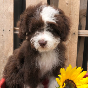 Aussiedoodle Puppy Timmy