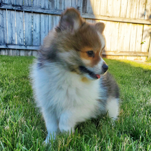 Pomsky Puppy Evie