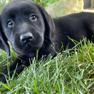Labrador Retriever Puppy Honey
