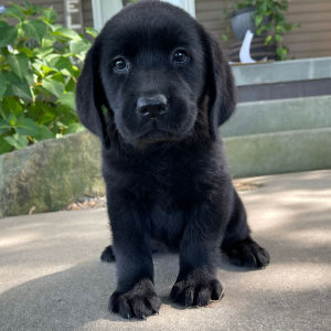 Labrador Retriever Puppy Honey