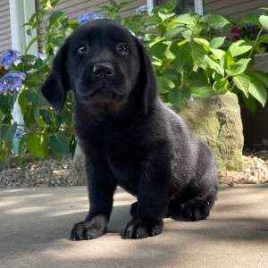 Labrador Retriever Puppy Honey