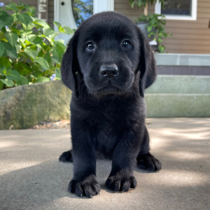 Labrador Retriever Puppy Honey