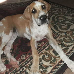 Great Dane Puppy Maggie