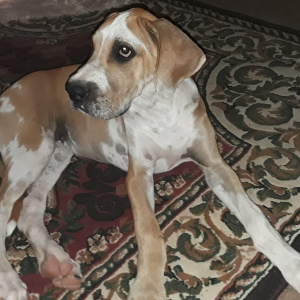 Great Dane Puppy Maggie