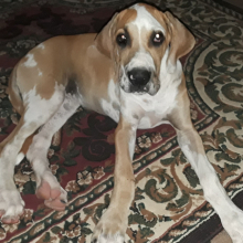 Great Dane Puppy Maggie