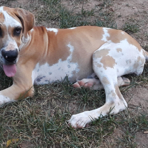 Great Dane Puppy Maggie
