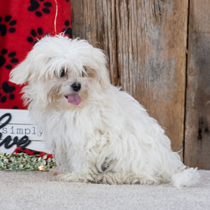 Maltese Puppy Stormy