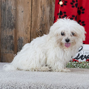 Maltese Puppy Stormy