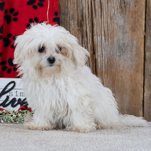 Maltese Puppy Stormy