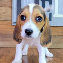 Beagle Puppy Ace