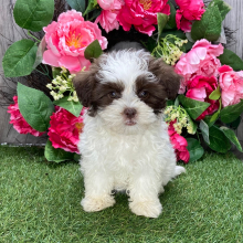 Havanese Puppy Emma