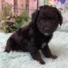 Aussiedoodle Puppy Owen
