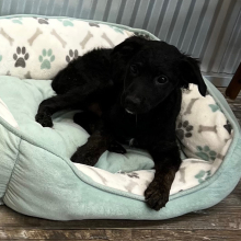 Aussiedoodle Puppy Owen