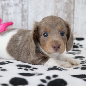 Dachshund Puppy Kali