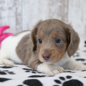 Dachshund Puppy Kali