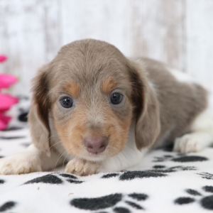 Dachshund Puppy Kali