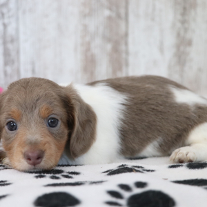 Dachshund Puppy Kali