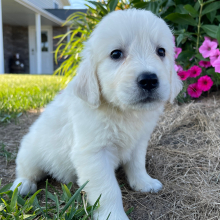Golden Retriever Puppy Les