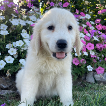 Golden Retriever Puppy Les