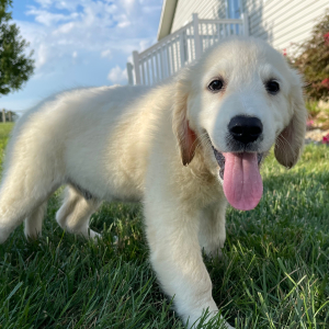 Golden Retriever Puppy Les