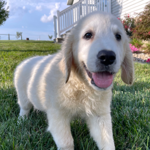 Golden Retriever Puppy Les