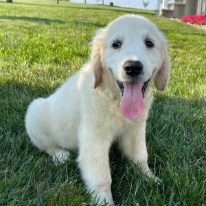 Golden Retriever Puppy Les