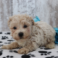 Maltipoo Puppy Kobe