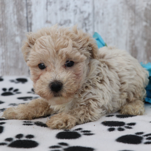 Maltipoo Puppy Kobe