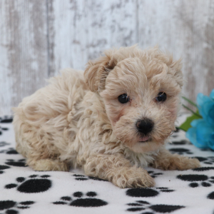 Maltipoo Puppy Kobe