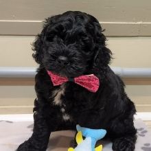 Cockapoo Puppy Jeplyn