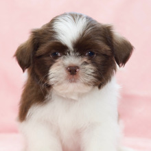 Shih Tzu Puppy Dani
